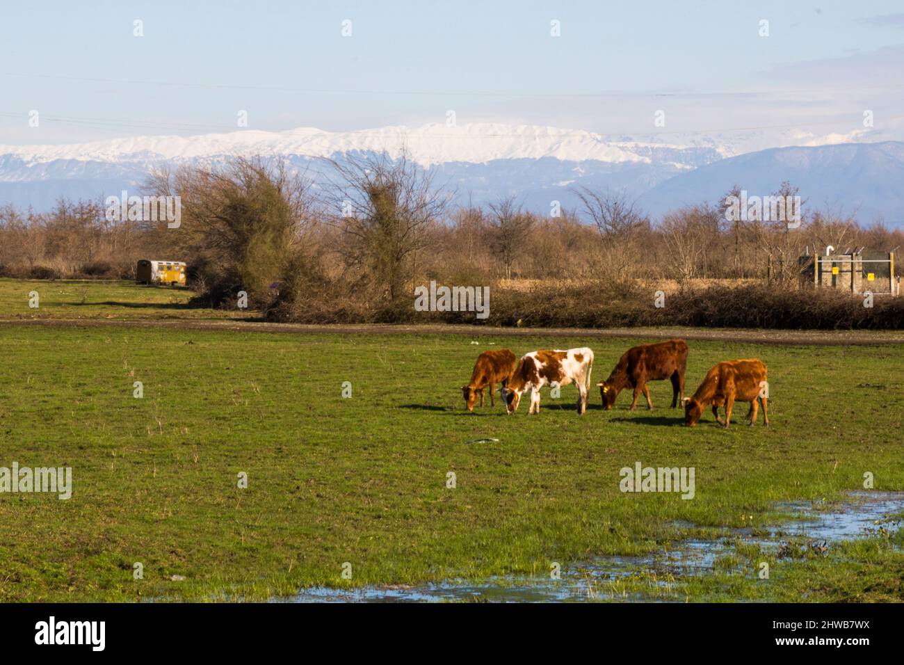 Cows on the field in Georgia, large group of cows Stock Photo - Alamy