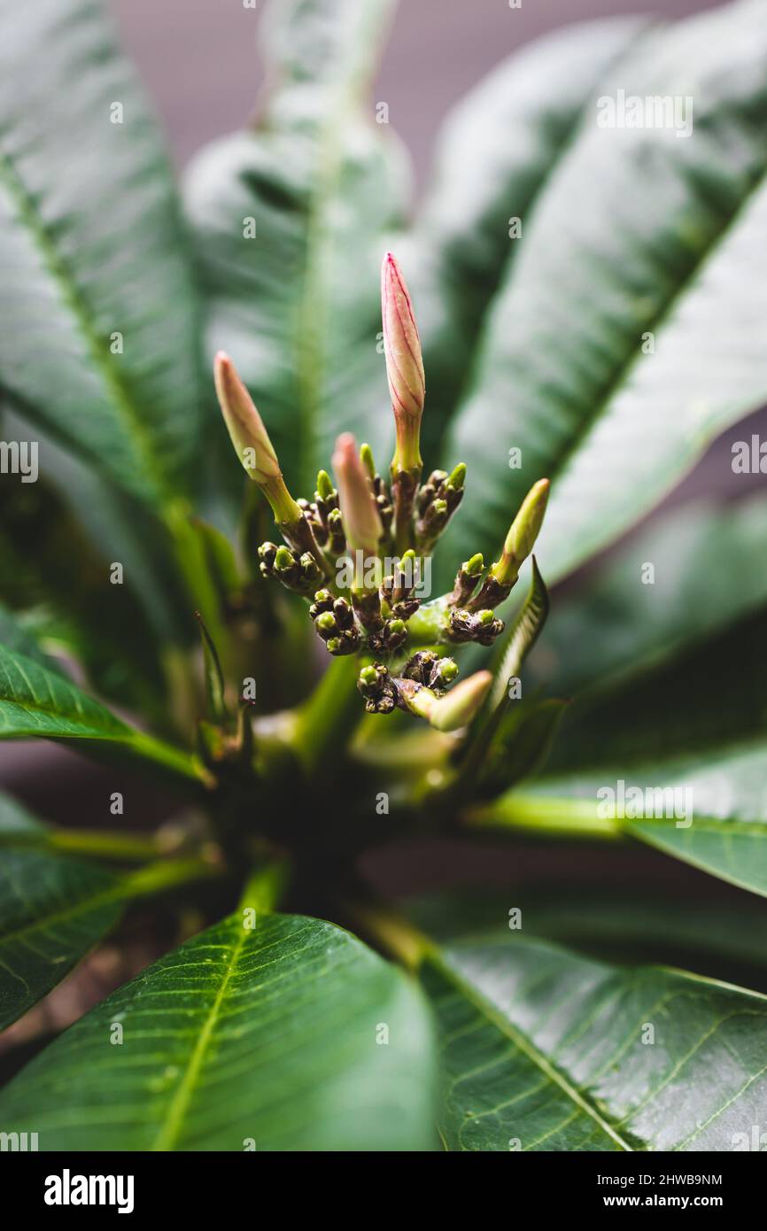 closeup of frangipani plant with inflorescence and flower buds growing