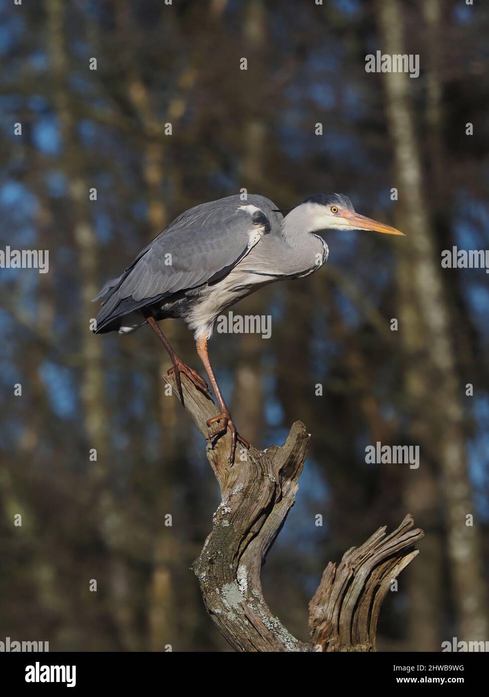 grey heron on a tree stump from where it can safely preen and observe for predators plus where to feed. Stock Photo