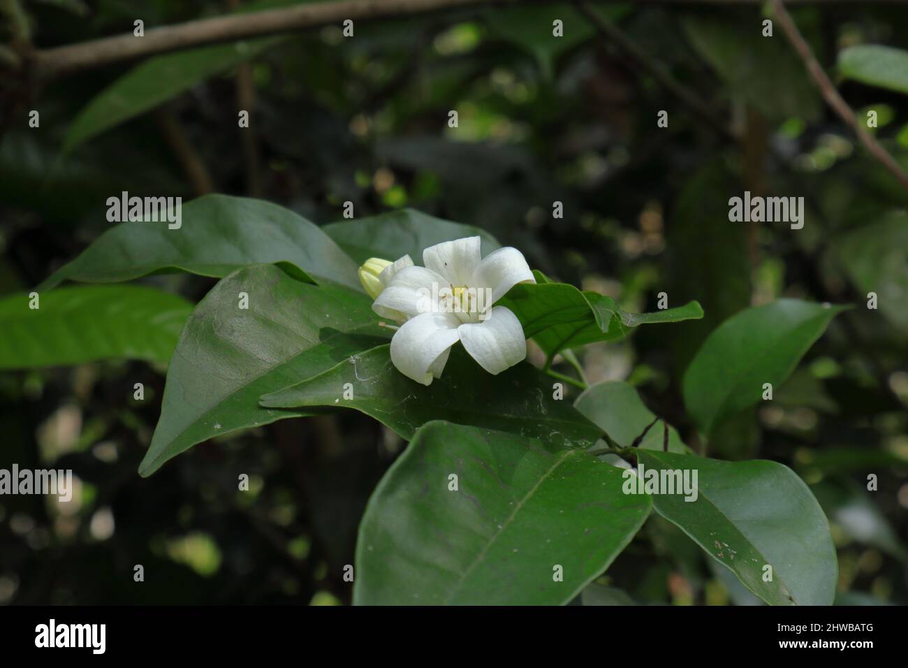 Close up of an orange jessamine flower (Murraya paniculata) with leaves Stock Photo