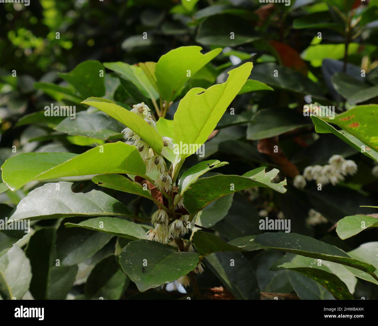 Close up of a Ceylon Olive branch with flowers (Elaeocarpus Serratus) Stock Photo