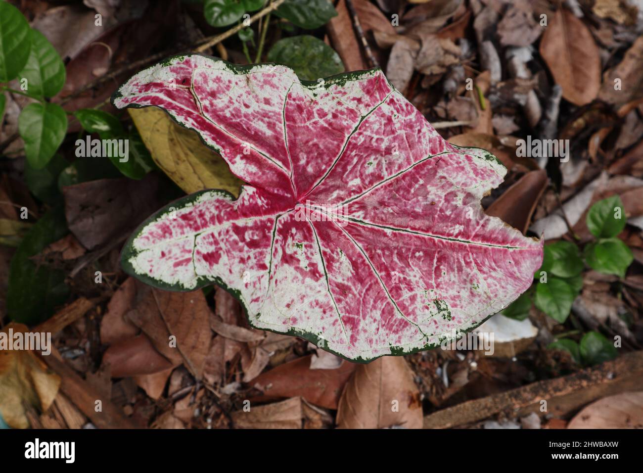 A red color Caladium or elephant ear leaf in the garden Stock Photo