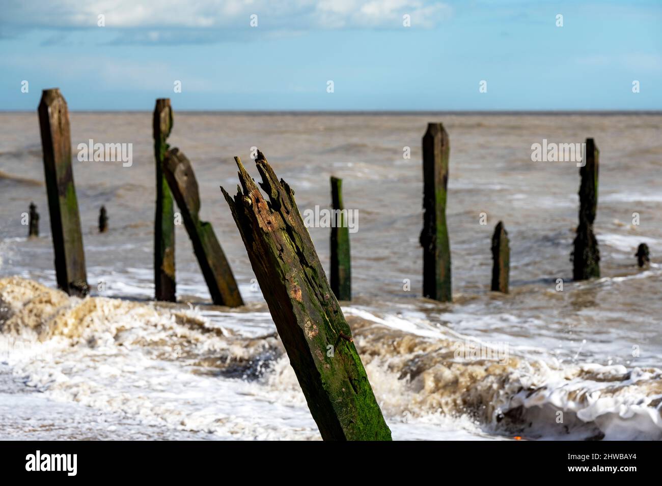 Oak groynes dating back over 140-years Bawdsey Ferry Suffolk England Stock Photo