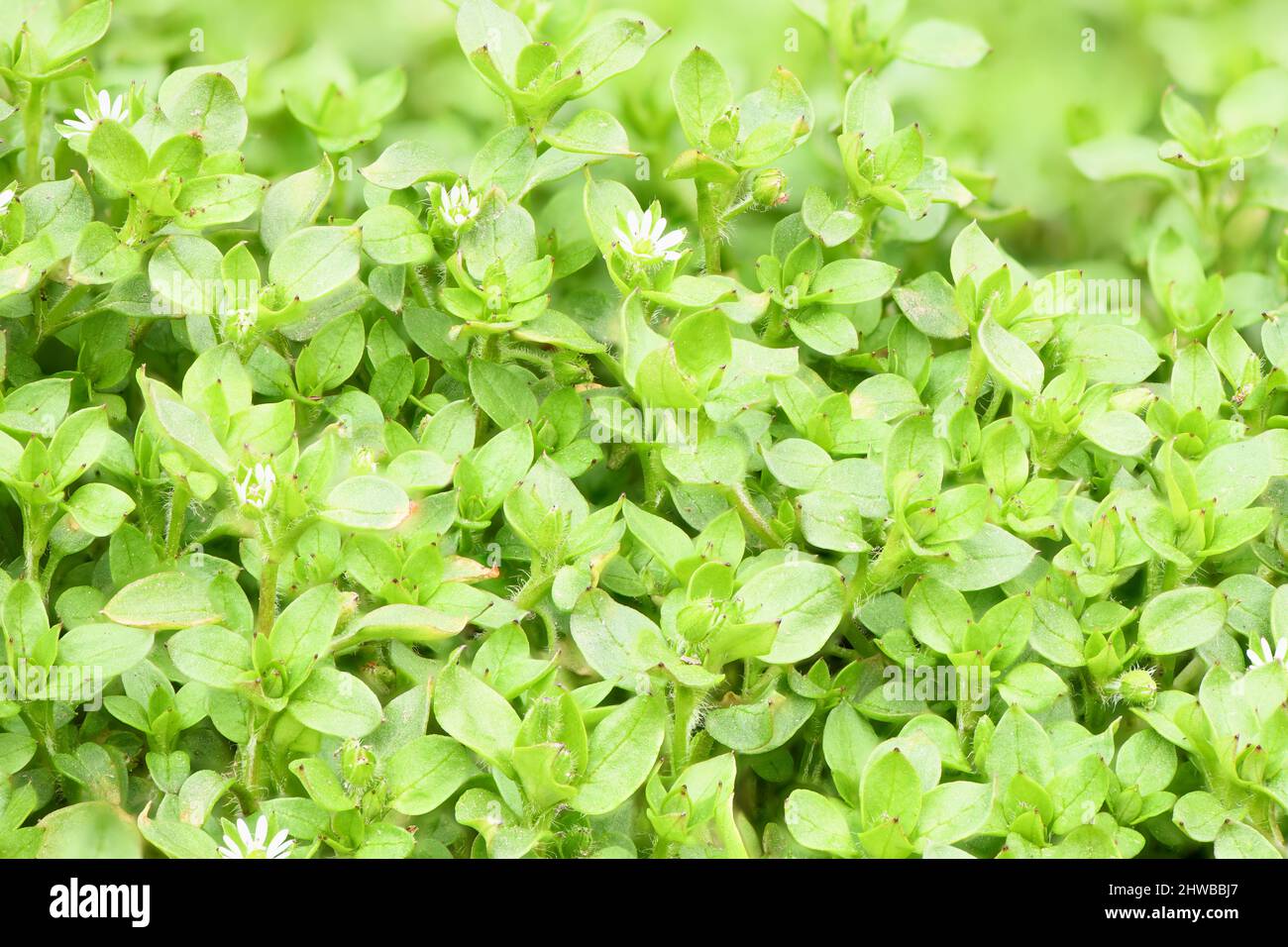 Chickweed ,Stellaria media in the garden. The plants are annual and with weak slender stems, they reach a length up to 40 cm. High resolution photo. F Stock Photo