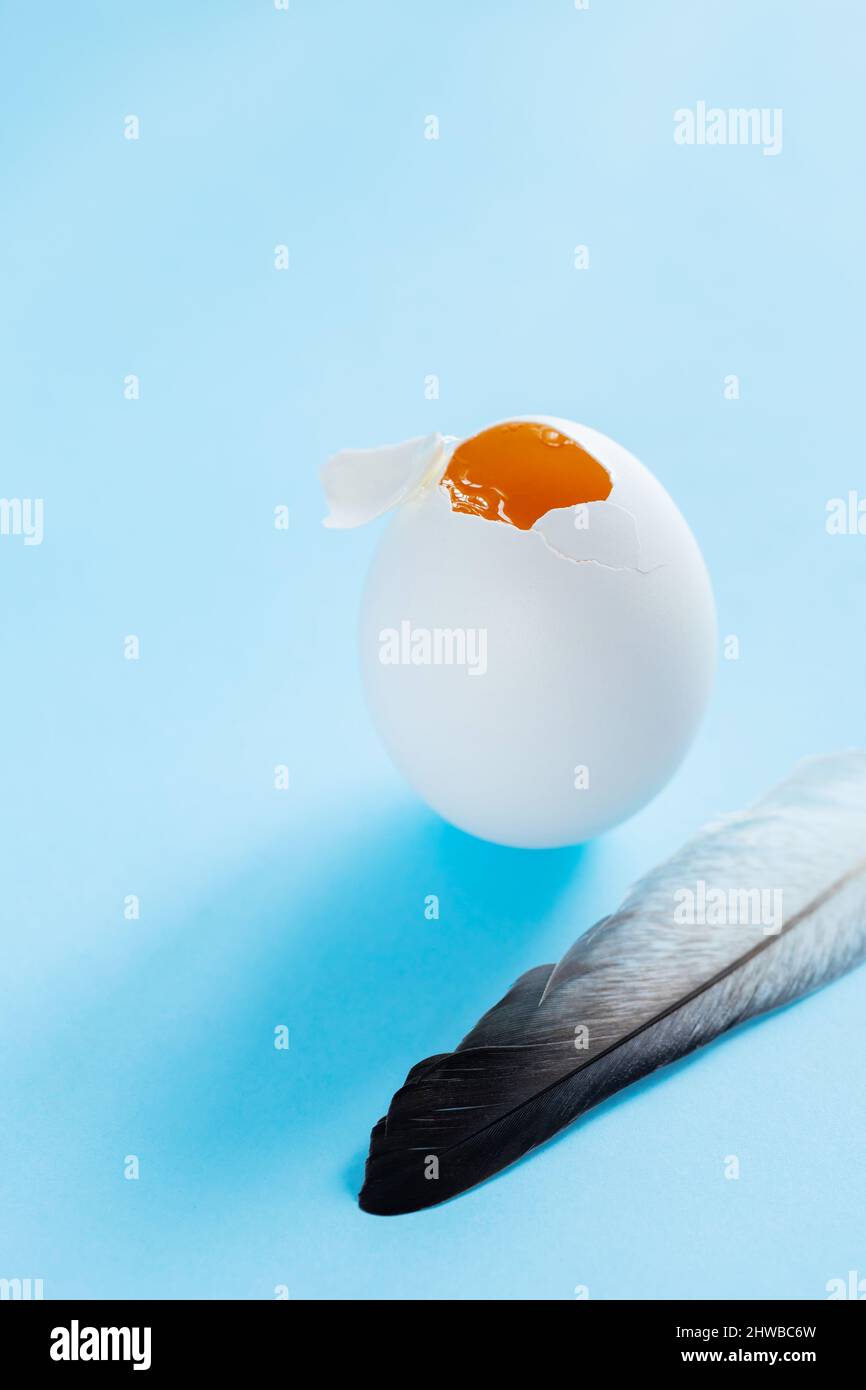 Broken chicken egg and feather on blue background. Broken eggshell with liquids inside. Easter concept Stock Photo