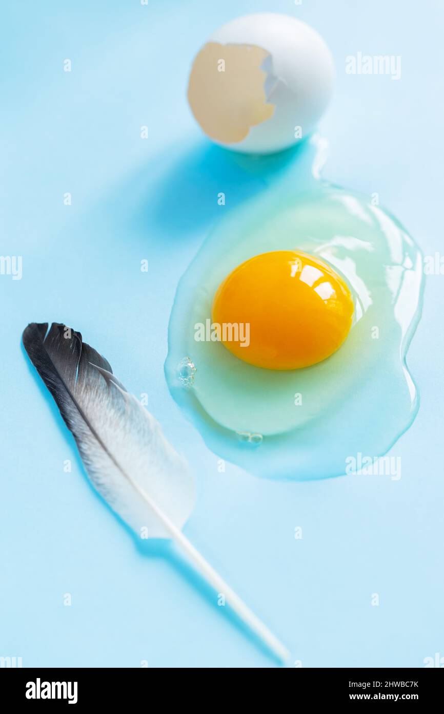 Broken chicken egg and feather on blue background. Broken eggshell with liquids inside. Easter concept Stock Photo