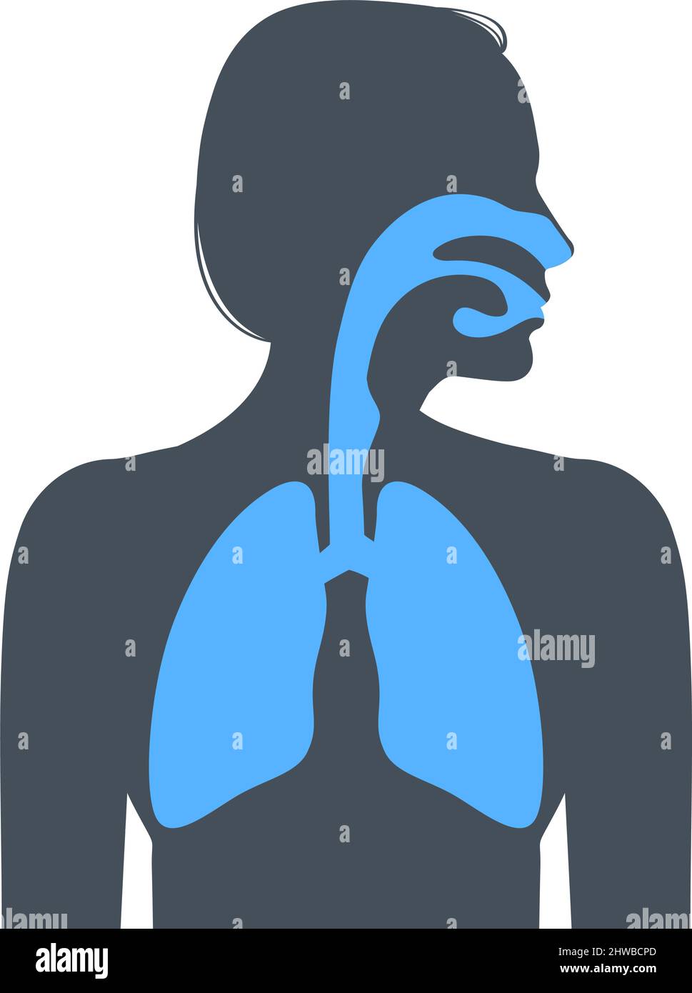Human respiratory system. Vector illustration Stock Vector