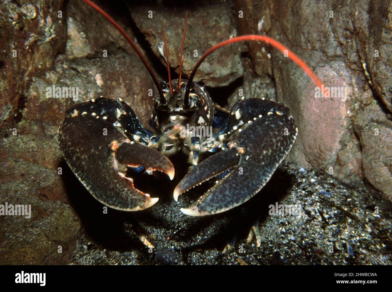 Common lobster (Homarus gammarus) at the entrance to its hole in the rock home, UK. Stock Photo