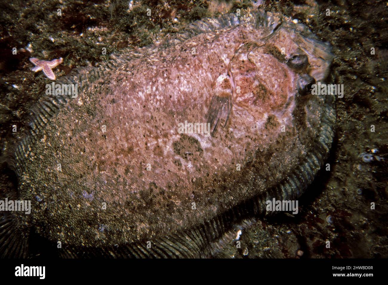 Topknot (Zeugopterus punctatus) on a rock seabed, UK. Stock Photo