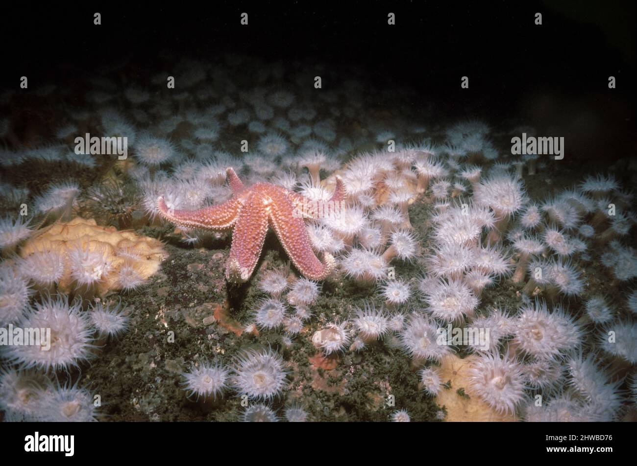 Common starfish (Asterias rubens) amongst a bed of sea anemones, UK. Stock Photo