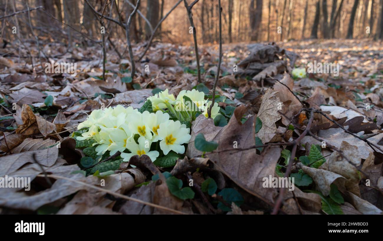 Wild spring flowers Primrose in the forest in selective focus Stock Photo