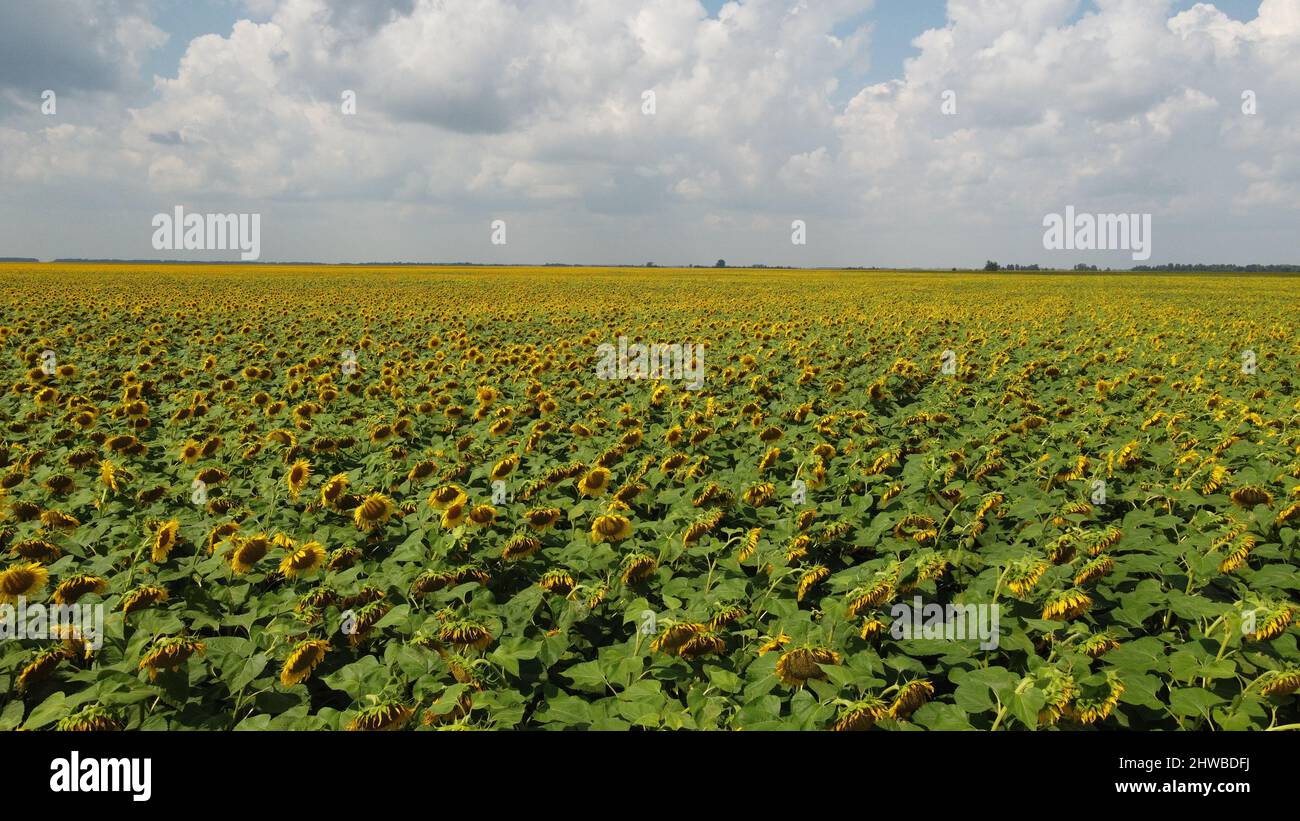 A field of sunflowers under a cloudy sky Stock Photo - Alamy