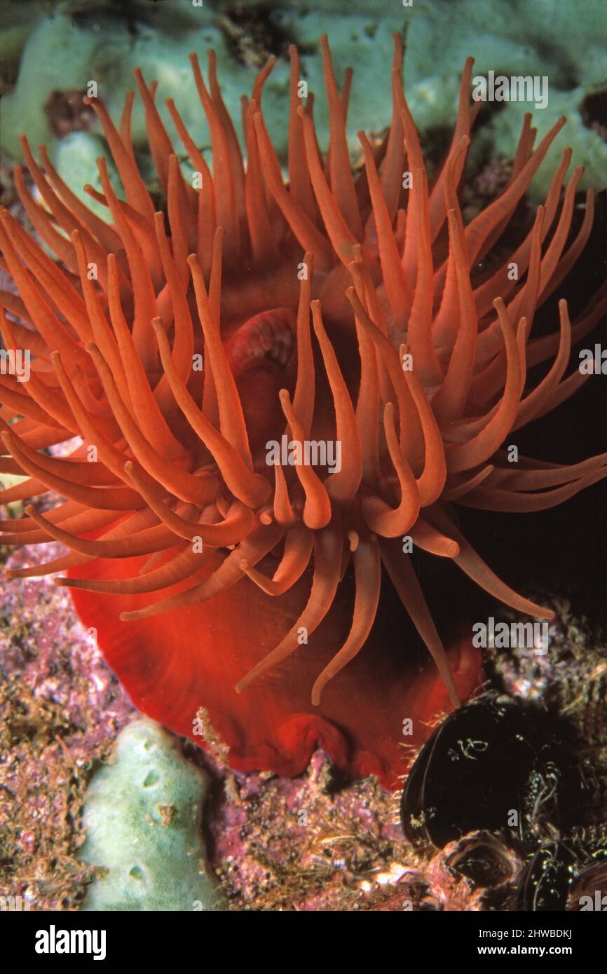 Beadlet anemone (Actinia equina) open and feeding after immersion by the incoming tide, UK. Stock Photo