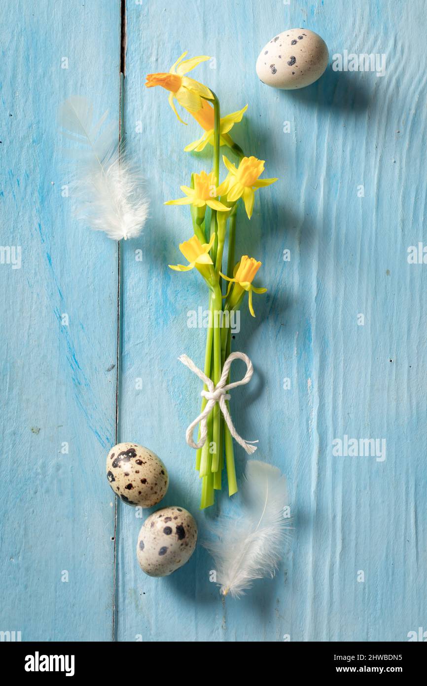 Easter eggs with daffodils and feathers as background. Easter eggs blue background. Stock Photo