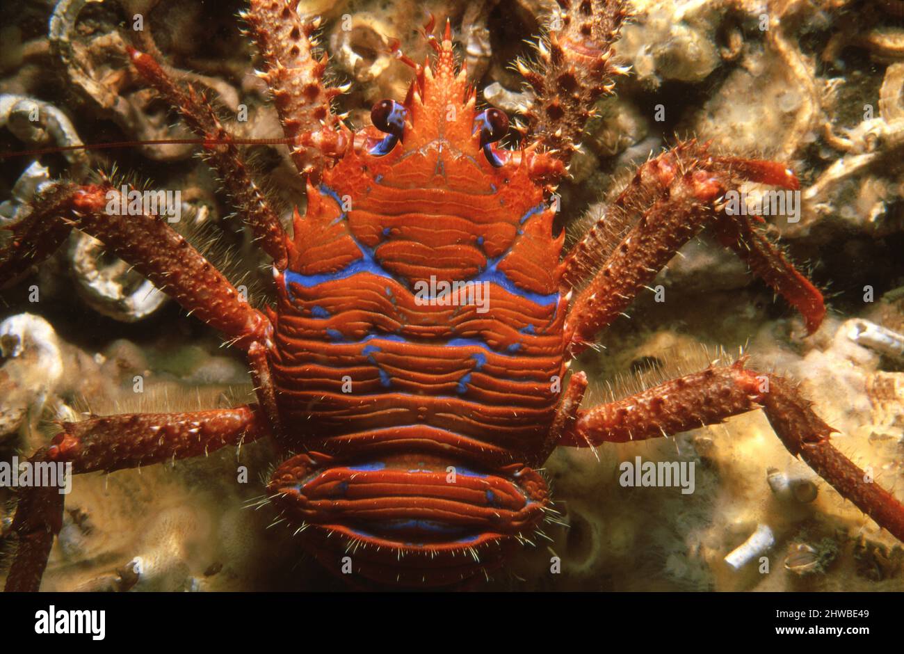Spiny squat lobster (Galathea strigosa) closeup of carapace, UK. Stock Photo
