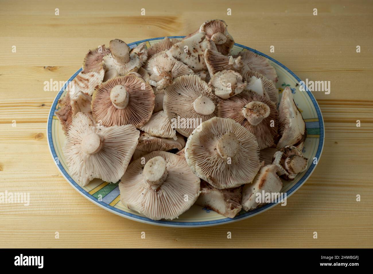 Dish full of clean mushroom  Hygrophorus russula,   commonly known as the pinkmottle woodwax, false russula and russula-like waxy cap Stock Photo