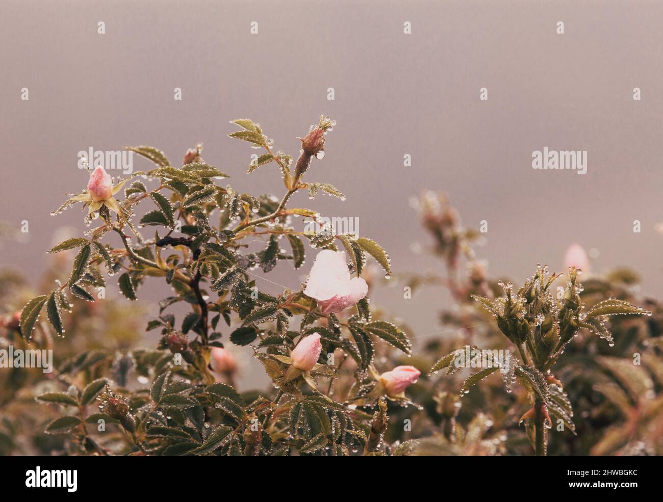 wild pink rose with rain drops Stock Photo - Alamy