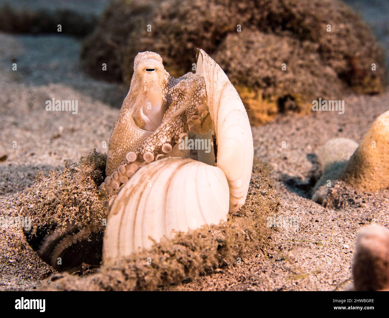 Seascape with juvenile Octopus in a shell in the coral reef of the Caribbean Sea, Curacao Stock Photo
