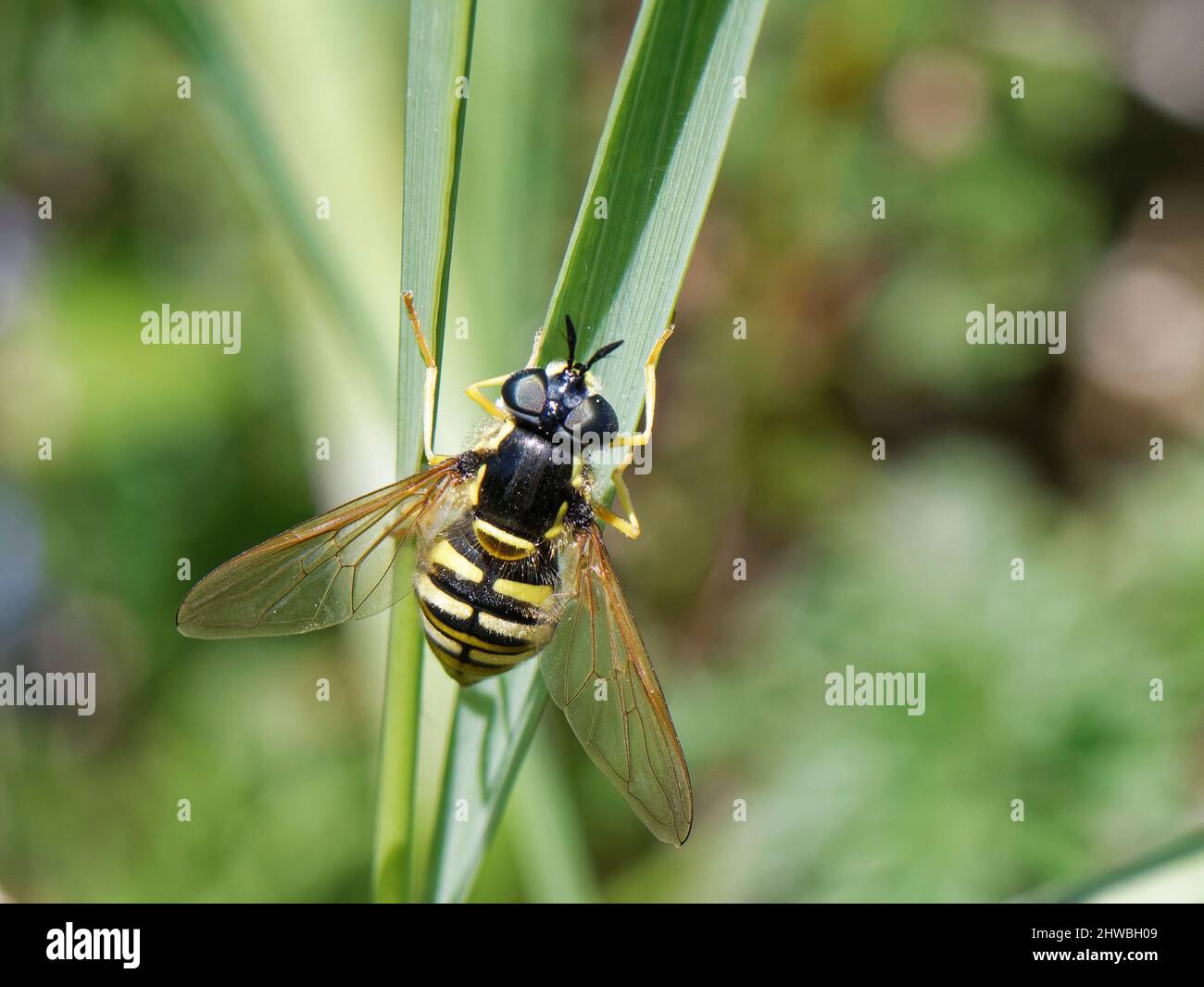 Large wasp hoverfly (Chrysotoxum cautum) female resting on a grass stem in scrubland, Kenfig NNR, Glamorgan, Wales, UK, June. Stock Photo
