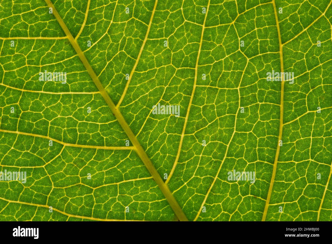 Green leaf structure macro photography background texture Stock Photo