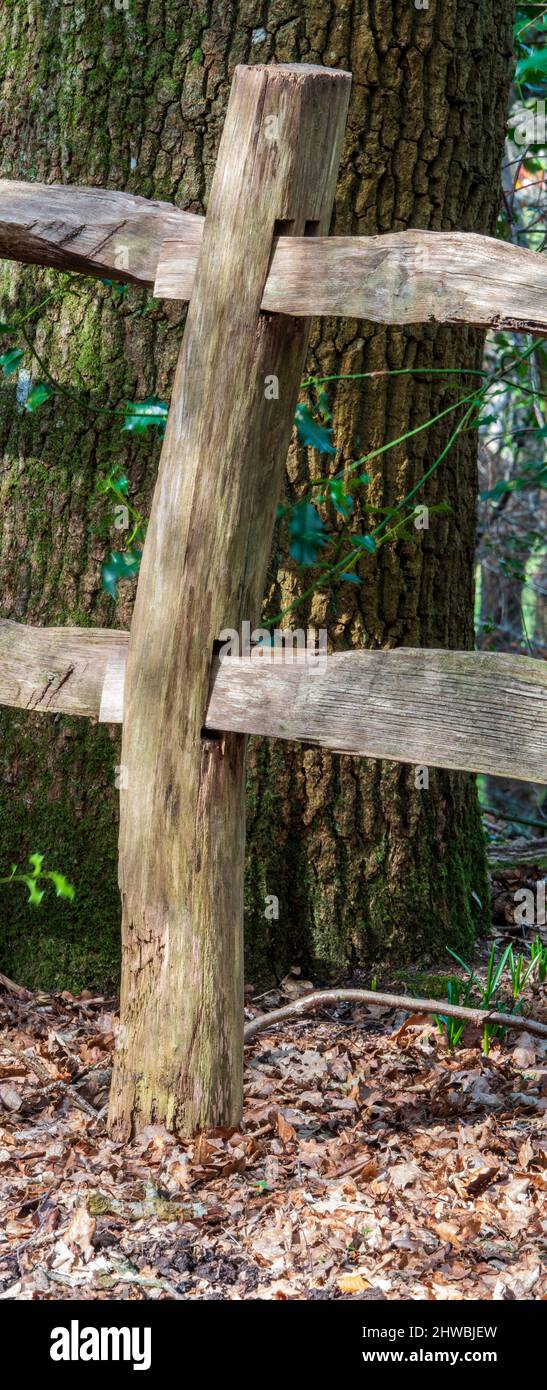 Cleft Of Wood