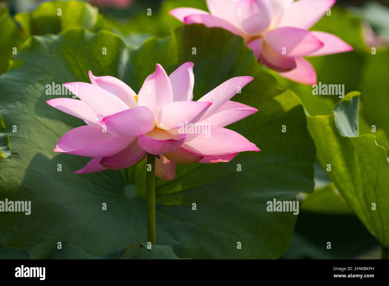 Blooming Lotus also call buddha flowers beauty of nature. Stock Photo