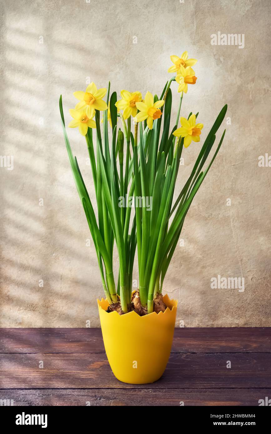 Yellow narcissus or daffodil flowers grow in a yellow flower pot. Spring concept, copy space for text Stock Photo