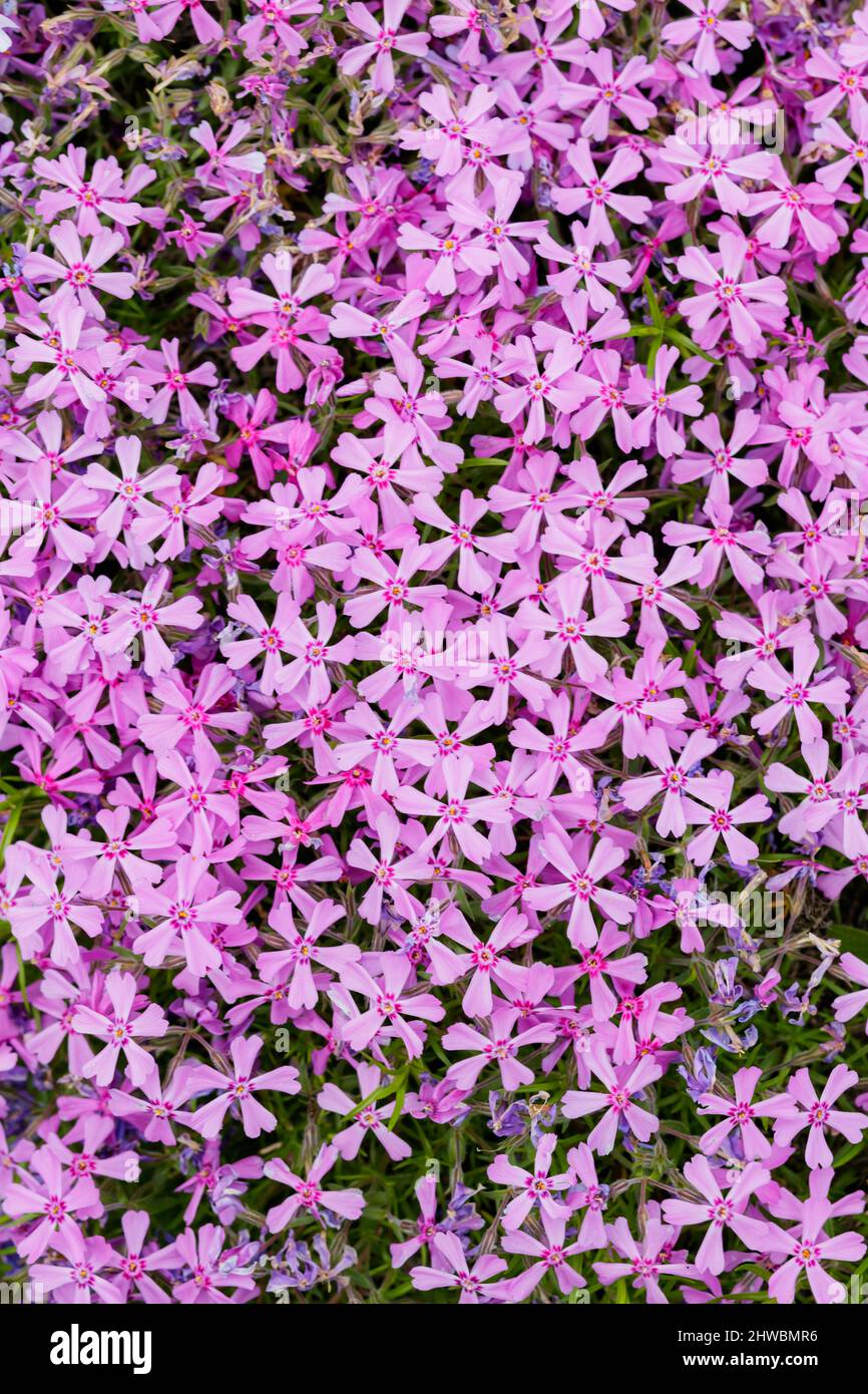 Purple phlox subulata. Floral background with subulata flowers. Purple floral pattern. Top view Stock Photo