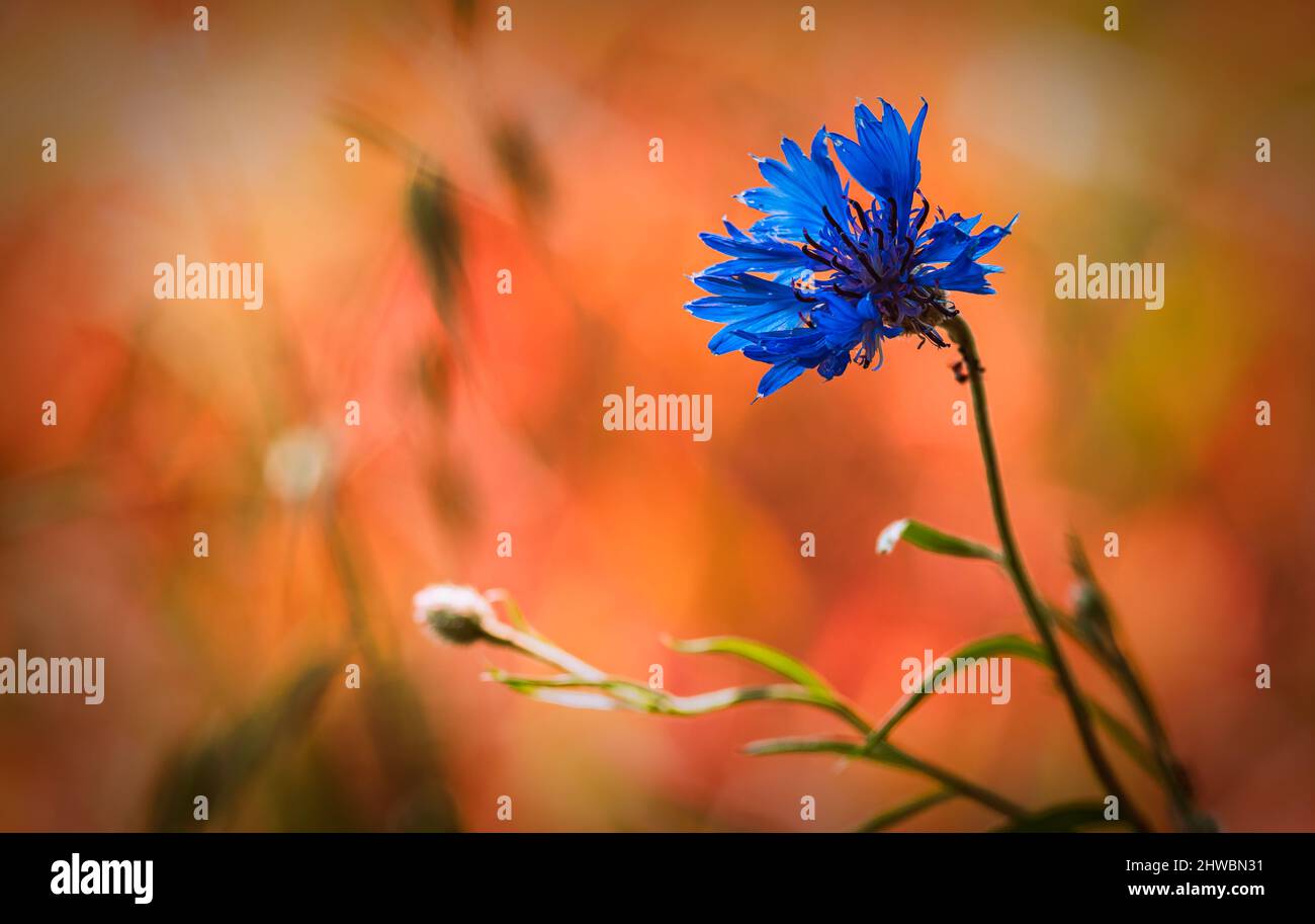 Cornflower, cornflower a species of herbaceous plant from the