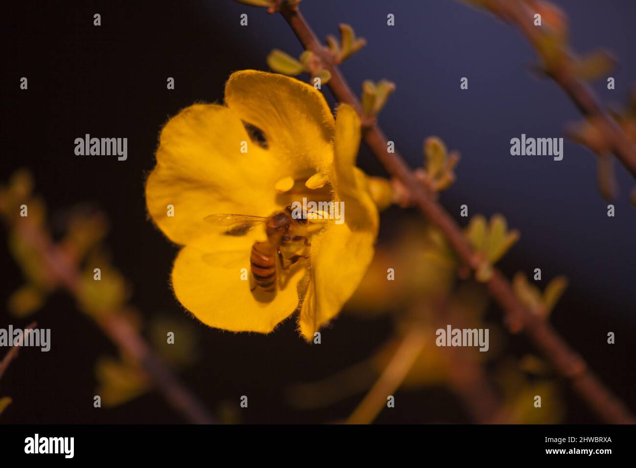 Flowers of the Karoo Gold Rhigozum obovatum Burch 14661 Stock Photo