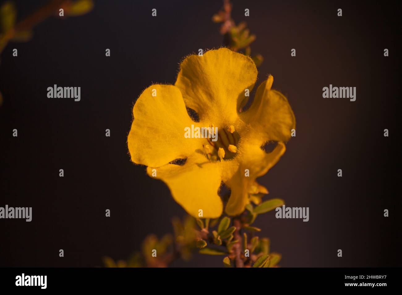 Flowers of the Karoo Gold Rhigozum obovatum Burch 14659 Stock Photo