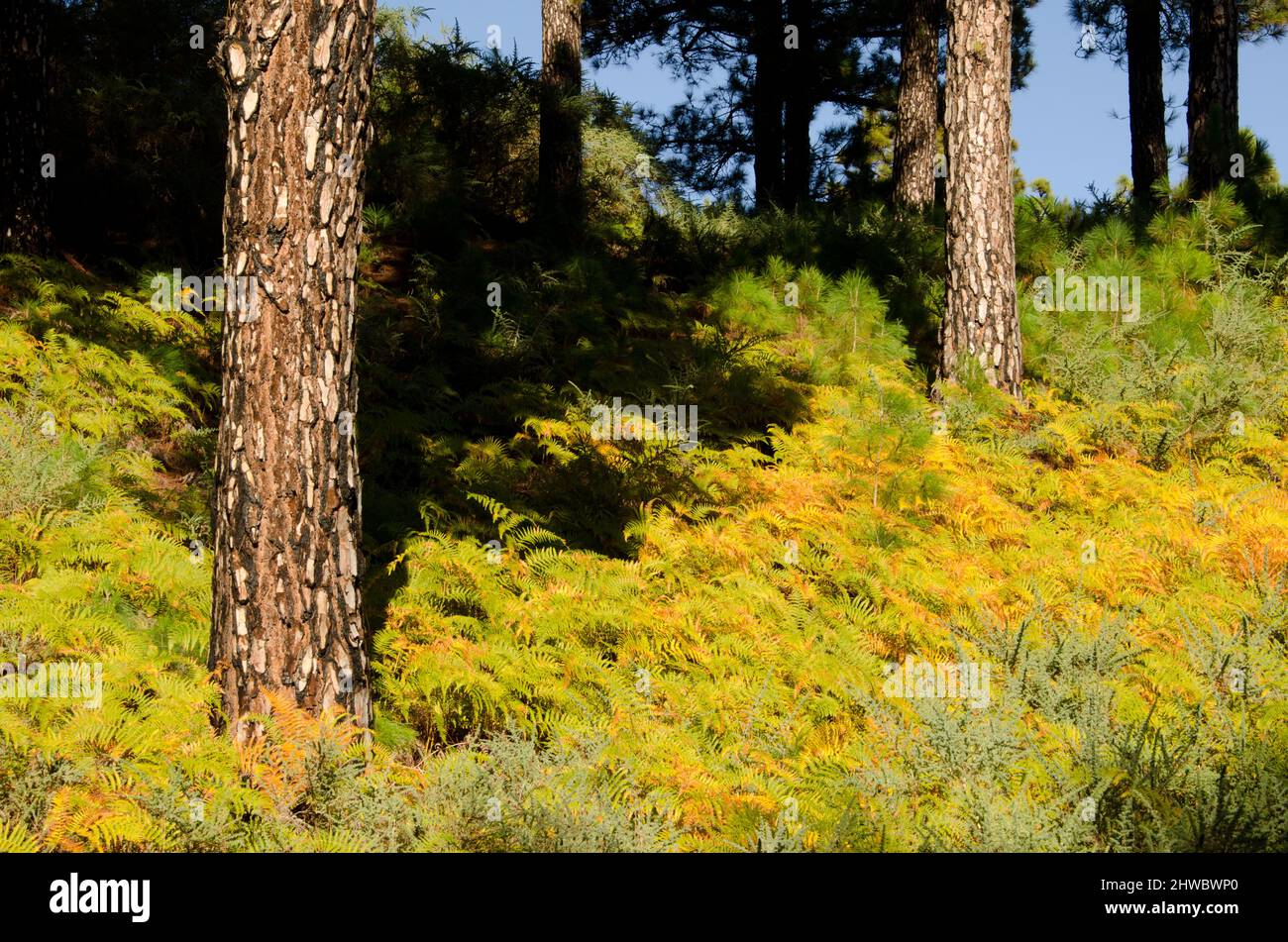 Forest of Canary Island pine Pinus canariensis and undergrowth of bracken ferns and Canary Island flatpod. La Palma. Canary Islands. Spain. Stock Photo