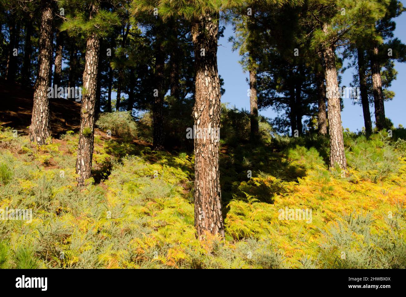 Forest of Canary Island pine Pinus canariensis and undergrowth of bracken ferns and Canary Island flatpod. La Palma. Canary Islands. Spain. Stock Photo