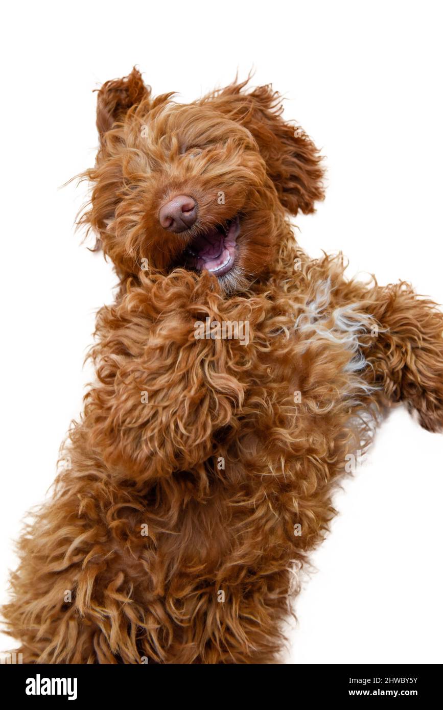 Cute young puppy jumps for joy with funny expression and smile on face