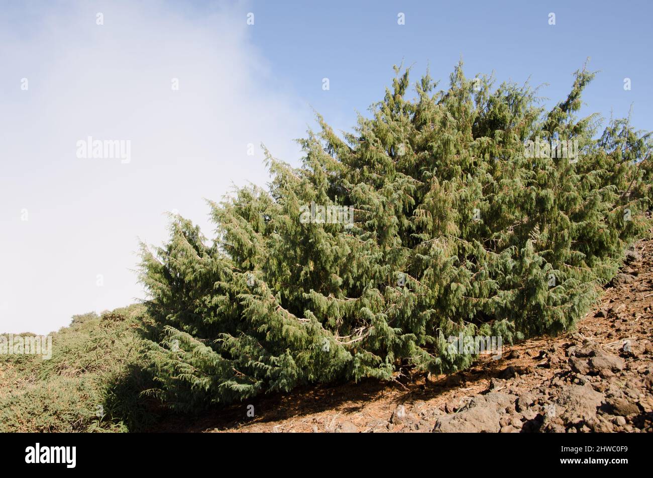 Canary Islands juniper Juniperus cedrus. Las Nieves Natural Park. La Palma. Canary Islands. Spain. Stock Photo