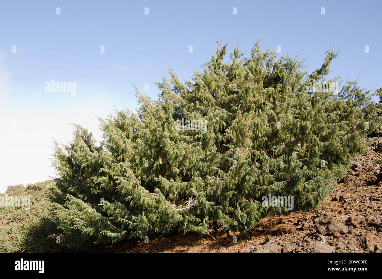 Canary Islands juniper Juniperus cedrus. Las Nieves Natural Park. La Palma. Canary Islands. Spain. Stock Photo