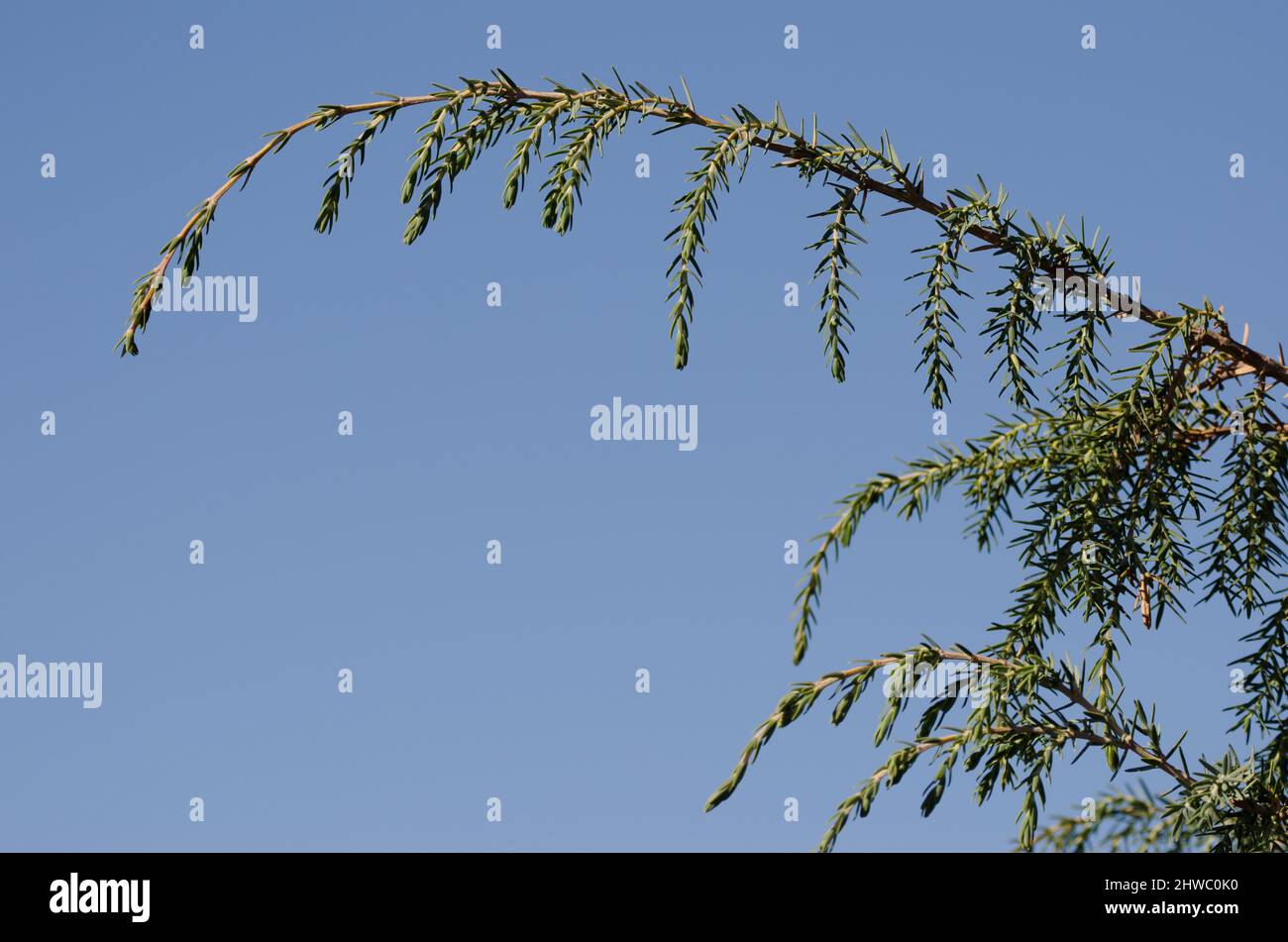 Branches of Canary Islands juniper Juniperus cedrus. Las Nieves Natural Park. La Palma. Canary Islands. Spain. Stock Photo