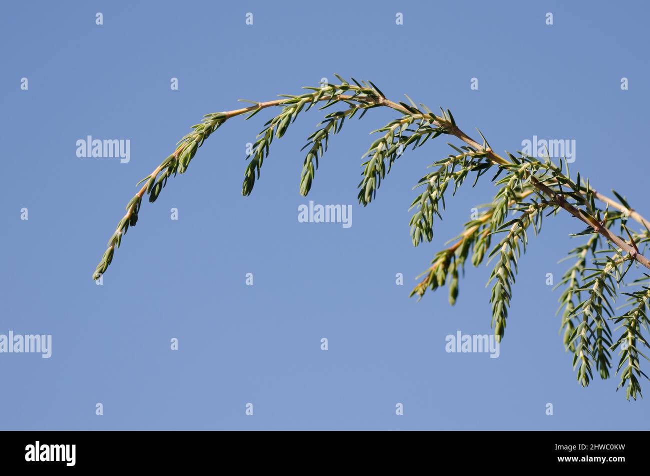 Branch of Canary Islands juniper Juniperus cedrus. Las Nieves Natural Park. La Palma. Canary Islands. Spain. Stock Photo
