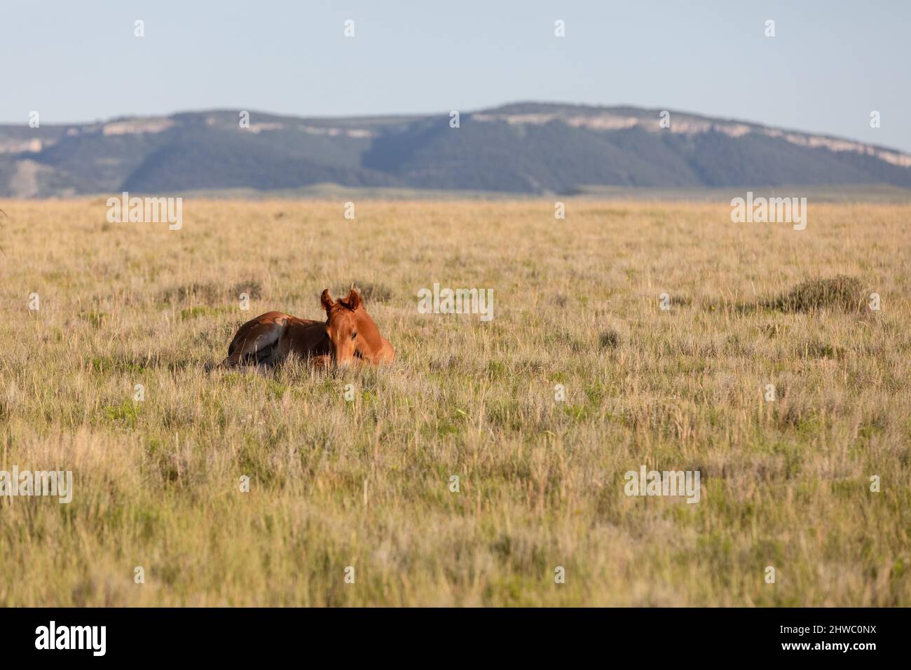 Wyoming Montana Ranch horse herd in Pryor Mountains. Yellowstone area ...