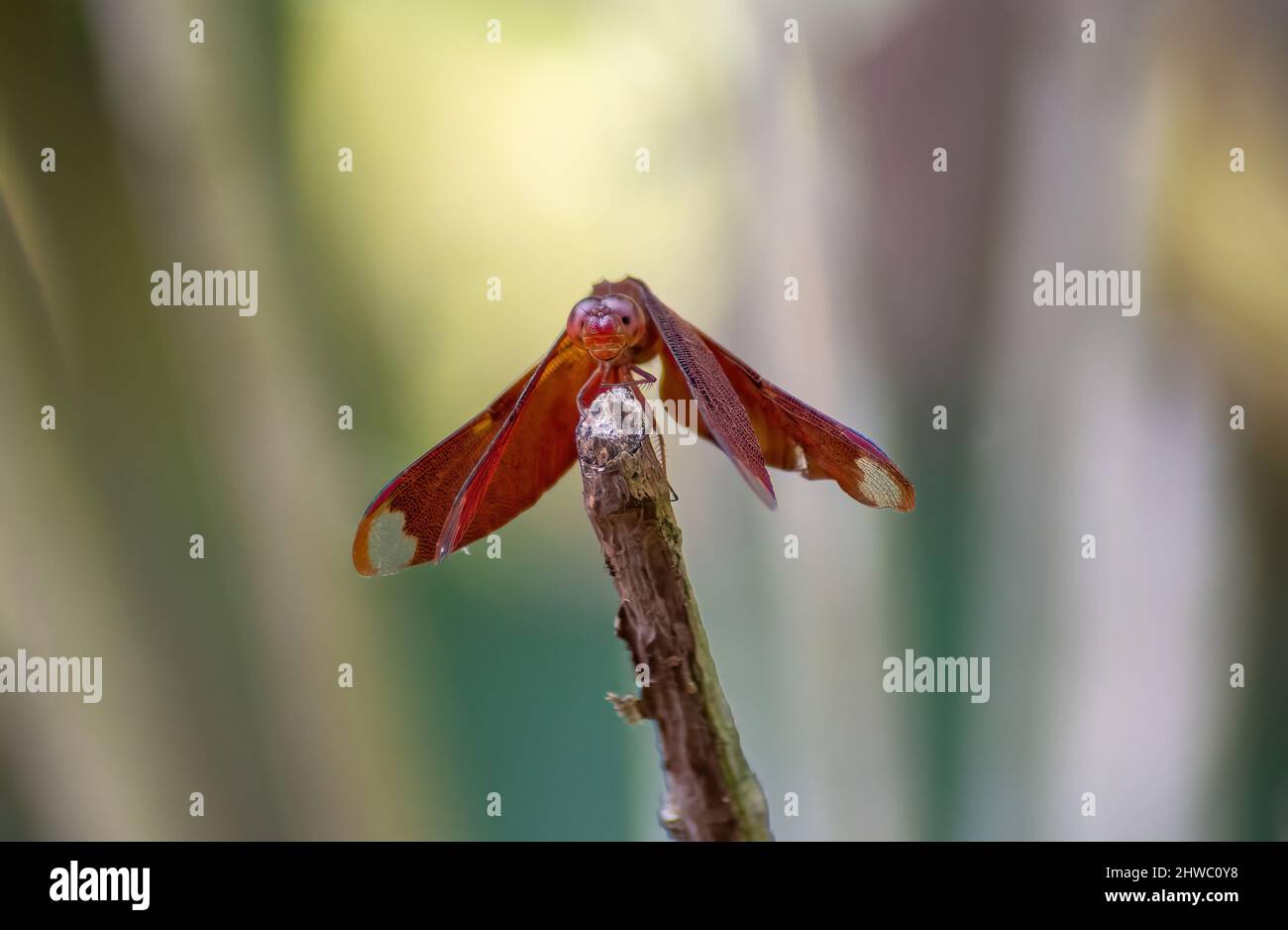 Dragonfly sitting on the tip of the branch Stock Photo - Alamy