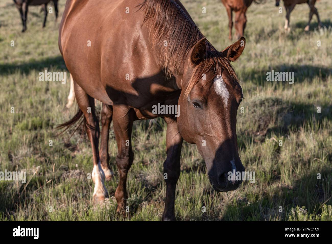 Wyoming Montana Ranch horse herd in Pryor Mountains. Yellowstone area