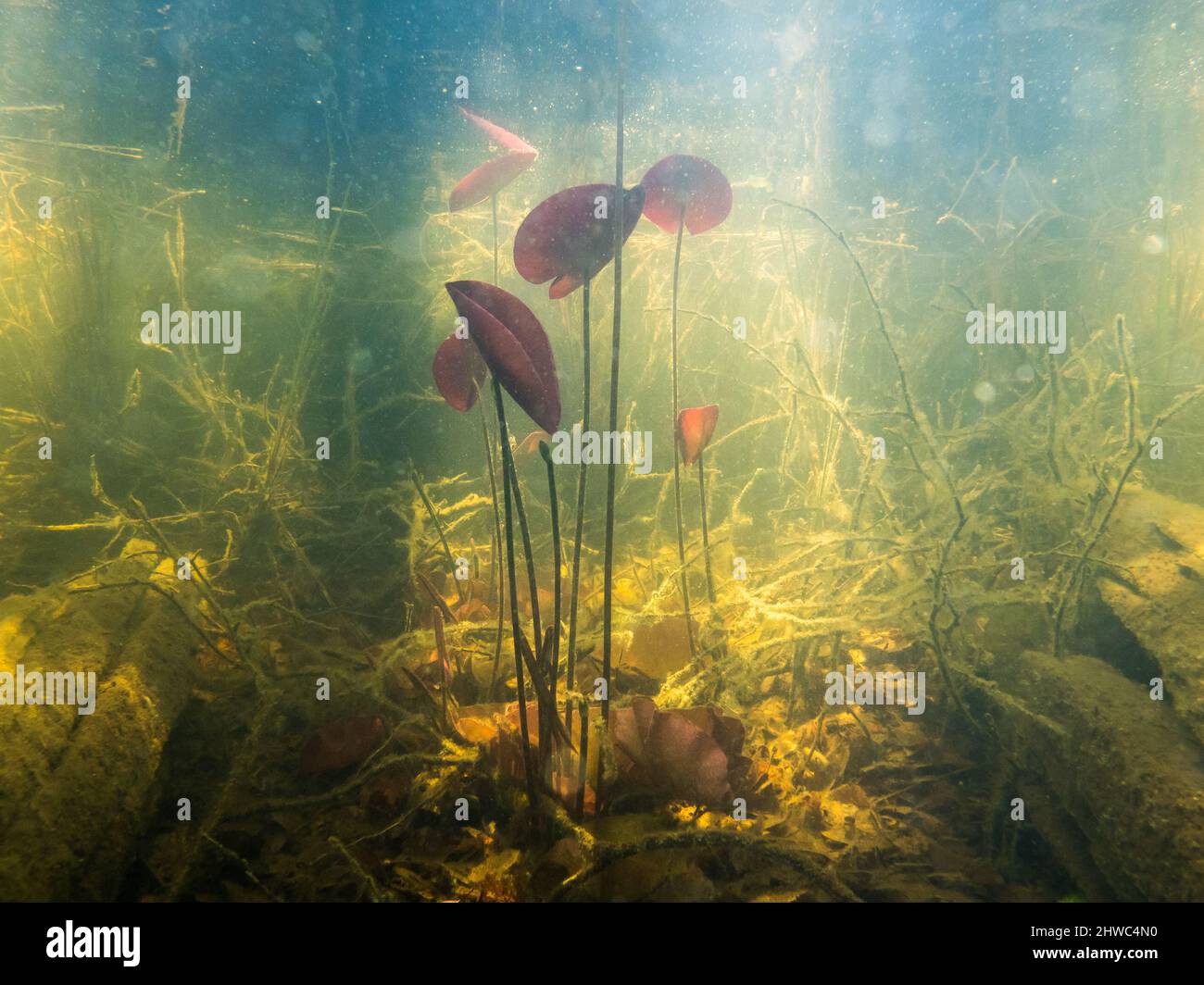 Water lily leaves underwater near lake shore with beautiful sunlight. Stock Photo