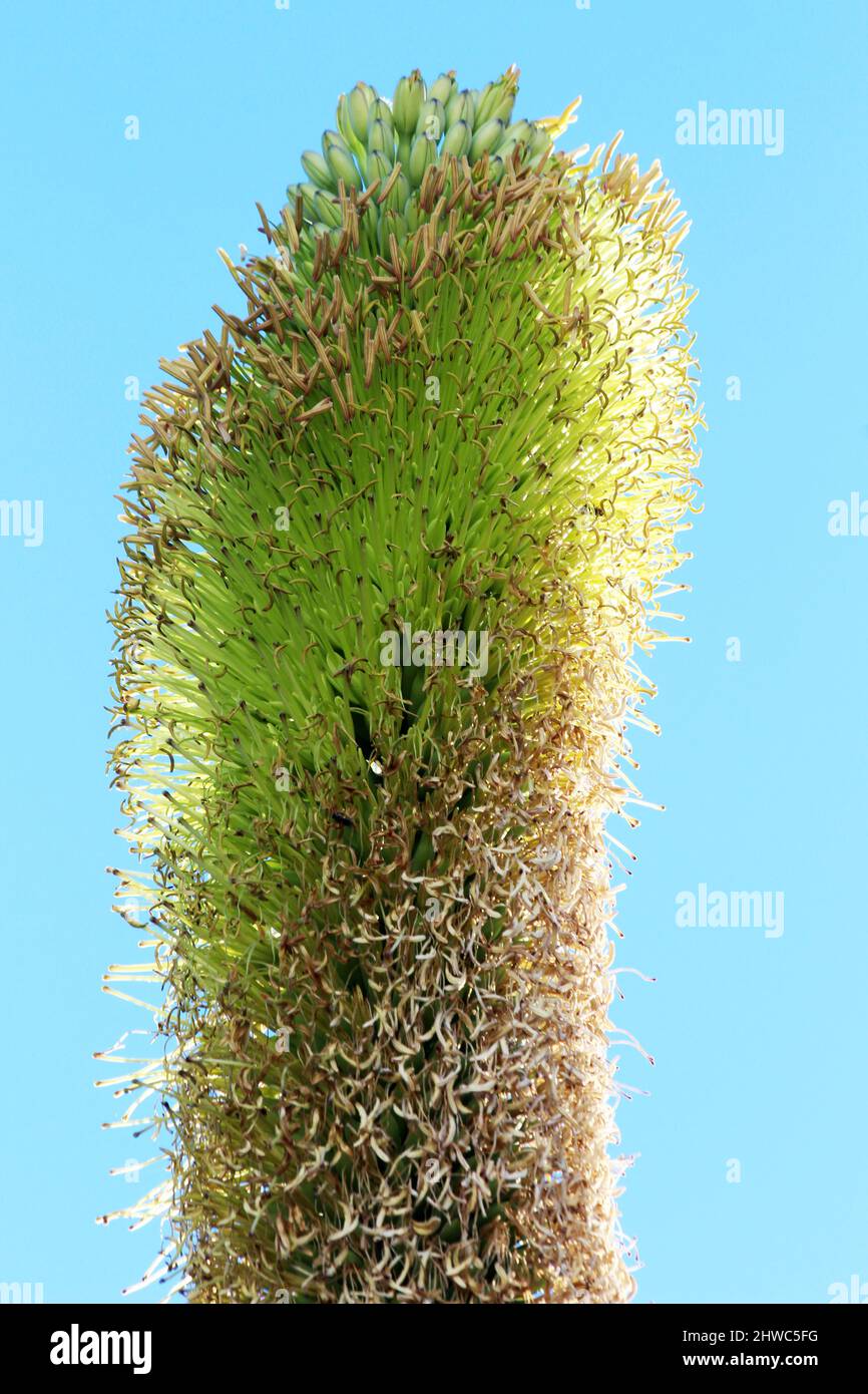 agave titanota Stock Photo