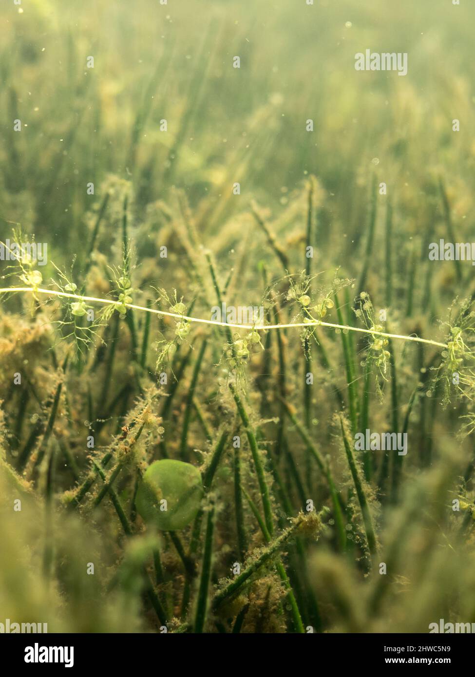 Bladdewort water plant over lake quillwort growing on lake bottom Stock Photo