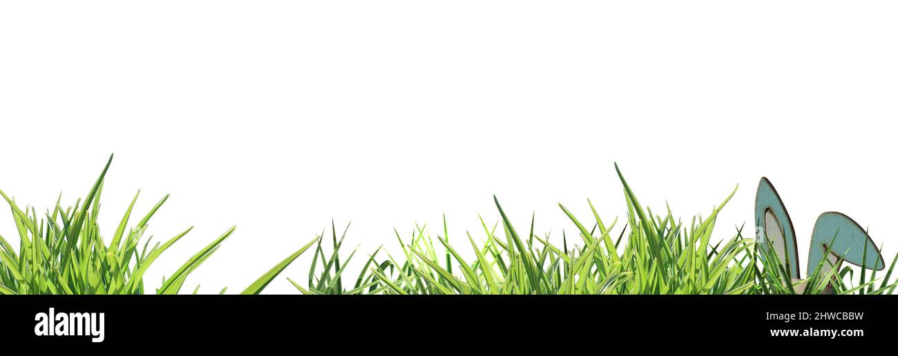 banner easter bunny ears right side, peeping through green grass isolated osterhase- copy space Stock Photo