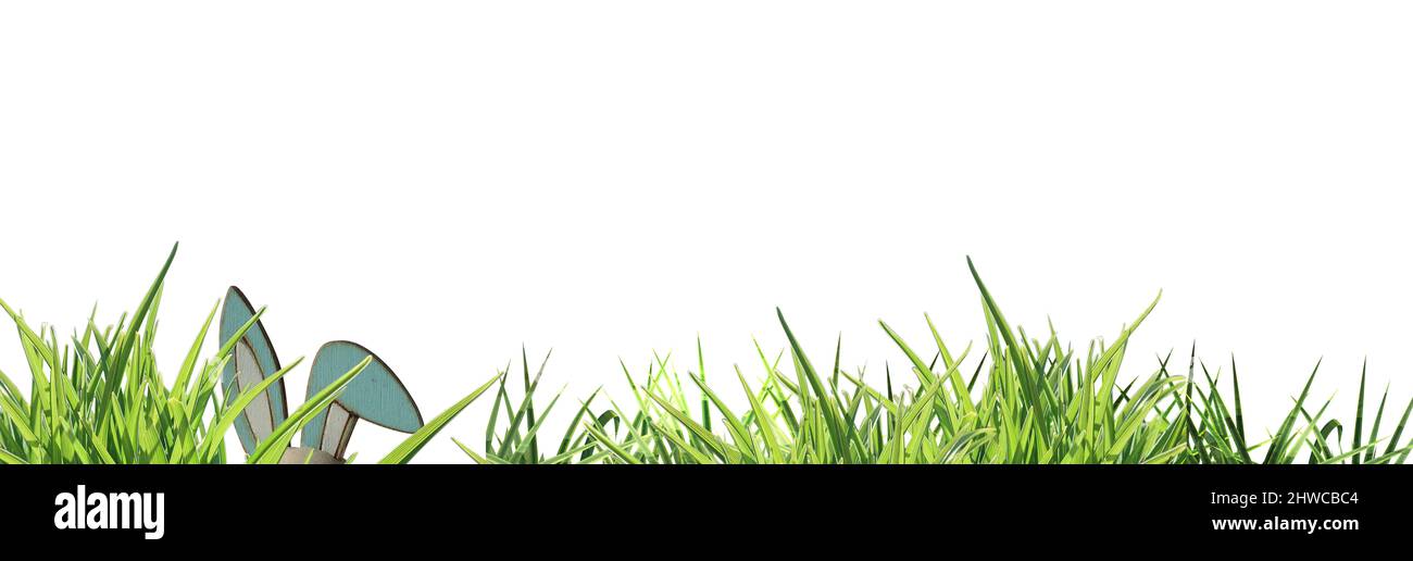 banner easter bunny ears left side, peeping through green grass isolated osterhase- copy space Stock Photo