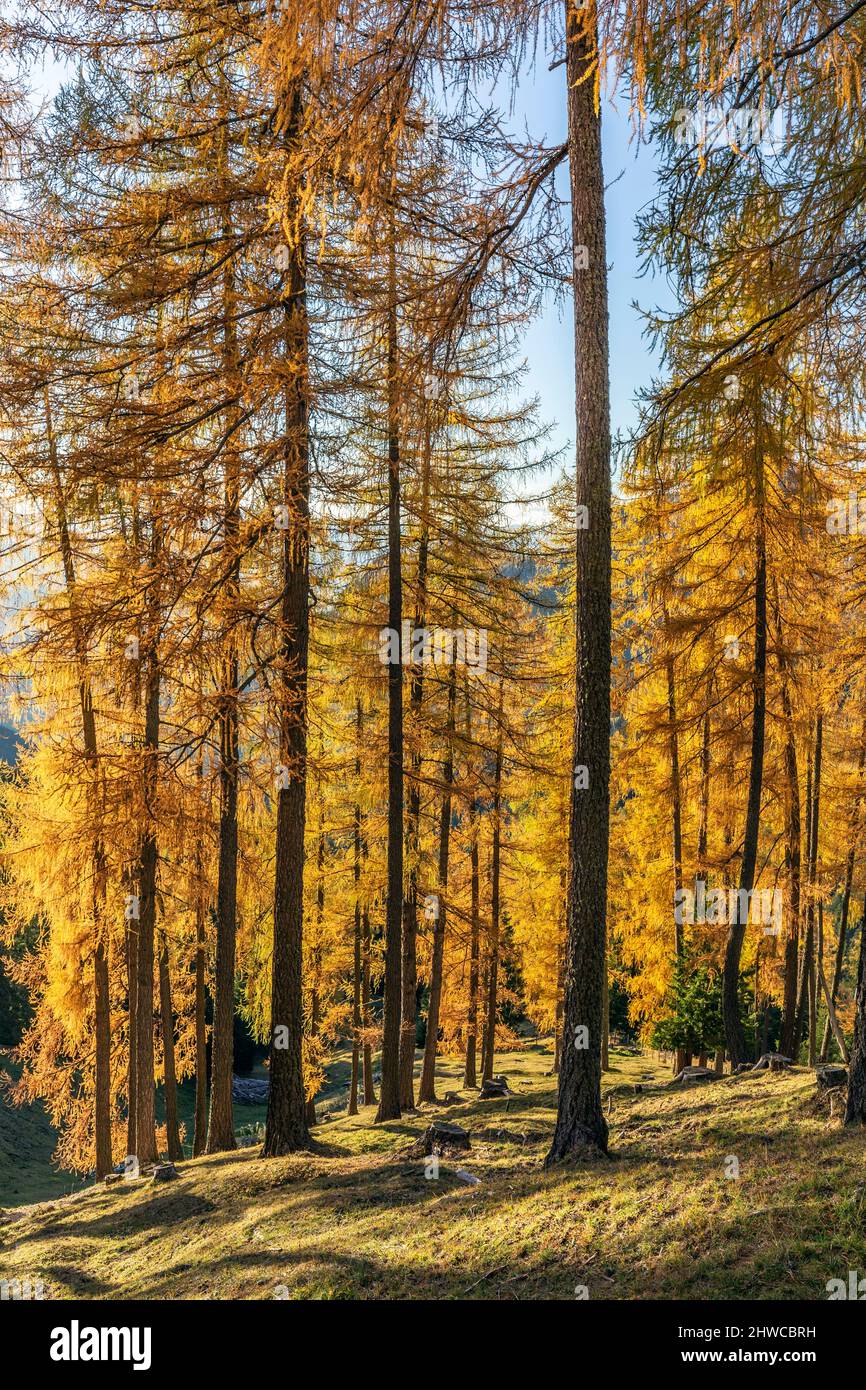 Larch tree forest in autumnSciliar Catinaccio natural park, South Tyrol, Dolomites, italian alps Stock Photo