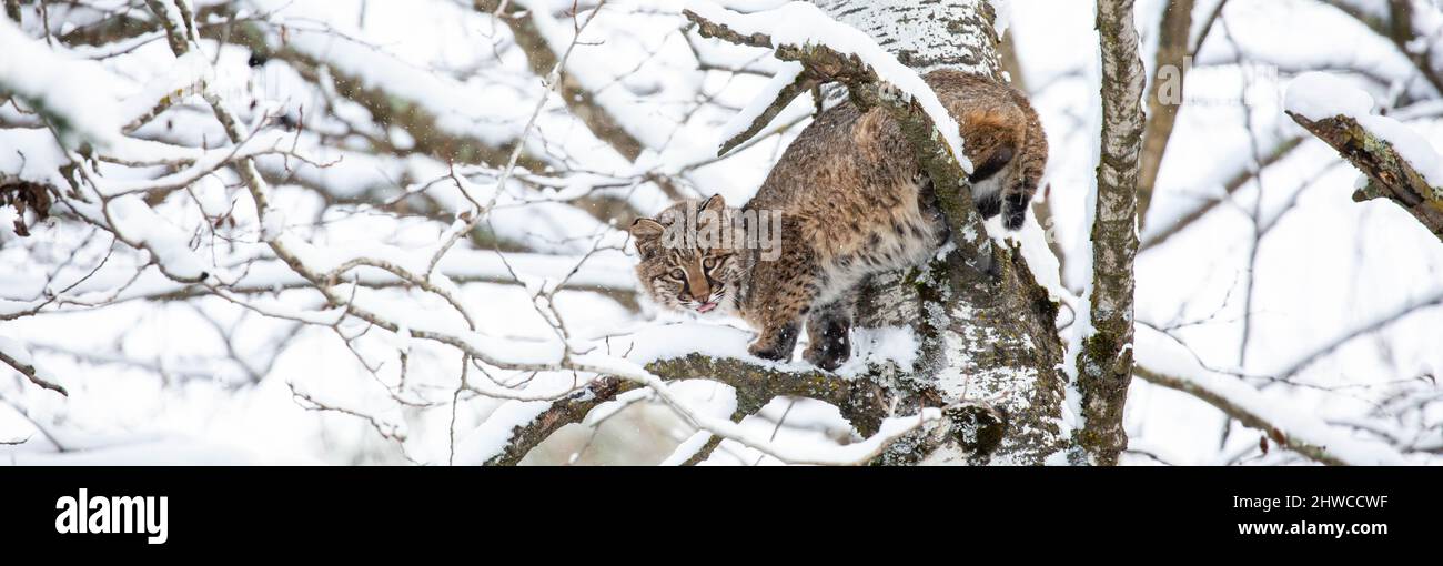 Bobcat (Felis rufus) climbing a Wisconsin poplar tree in November, panorama Stock Photo
