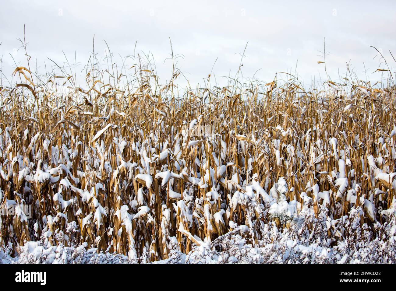 Wisconsin cornfield covered with snow in December, horizontal Stock