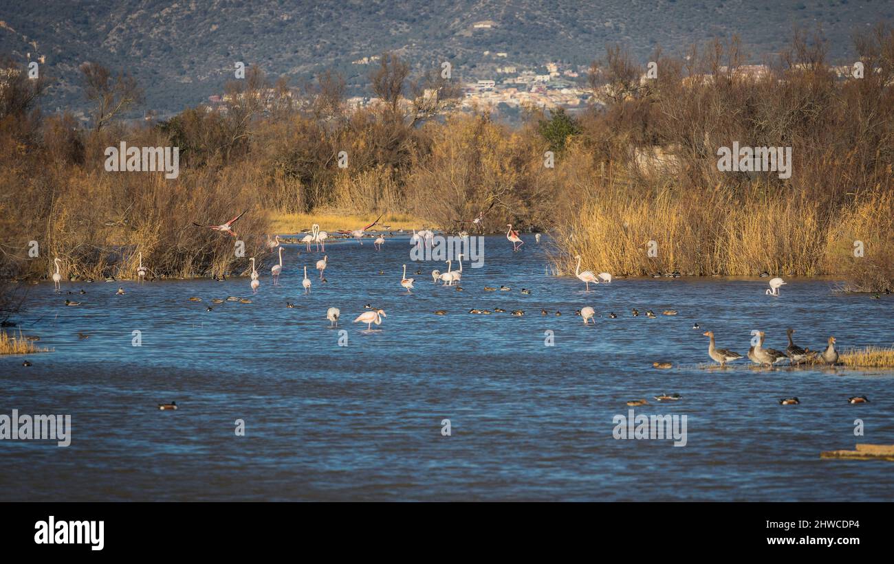 Flamingos spotted at Aiguamolls d'Emporda, Catalonia Stock Photo